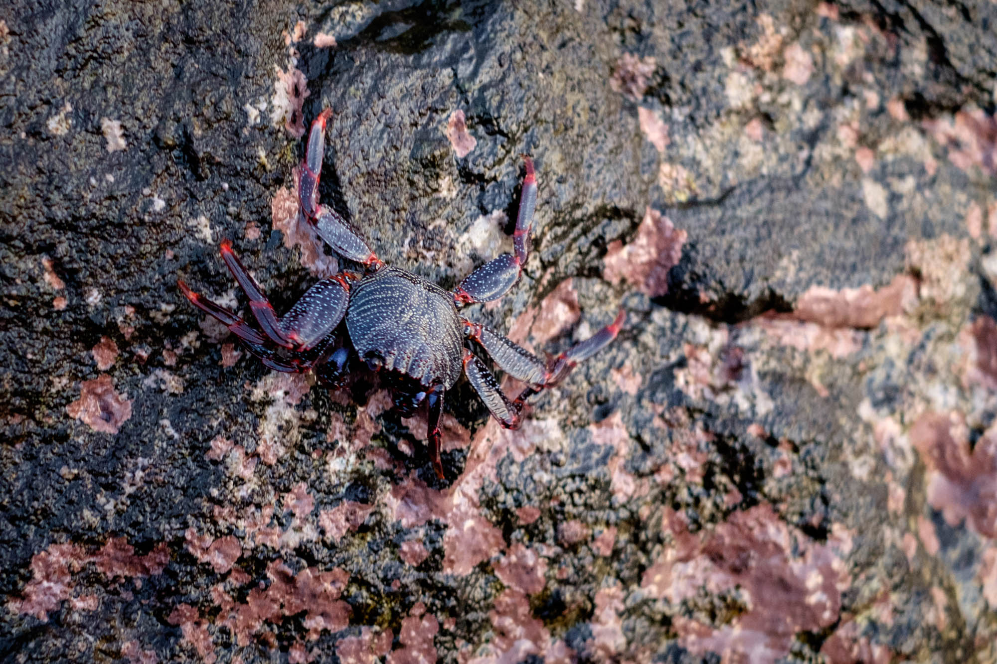 Gran Canaria Krabben