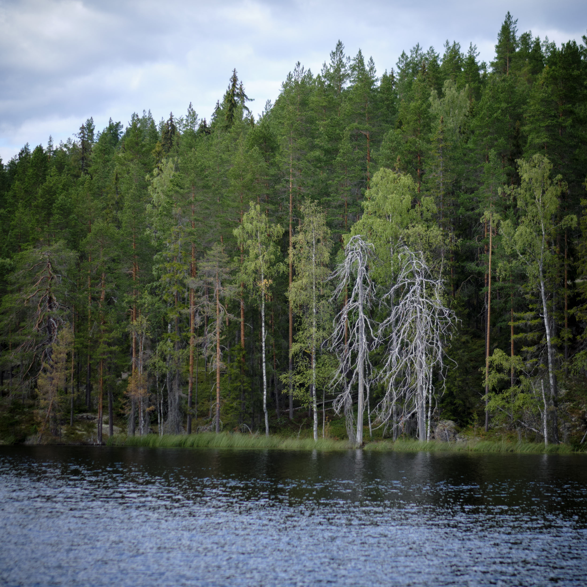 Isojärvi Nationalpark Finnland 